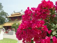 バンパイン( Bang pa-in )宮殿に咲く花　撮影場所：アユタヤ、タイ