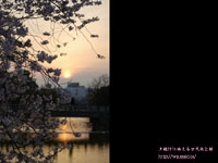万代池の桜と夕日 撮影場所：万代池 、帝塚山(OSAKA)